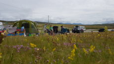 wild flowers at Eco Camping